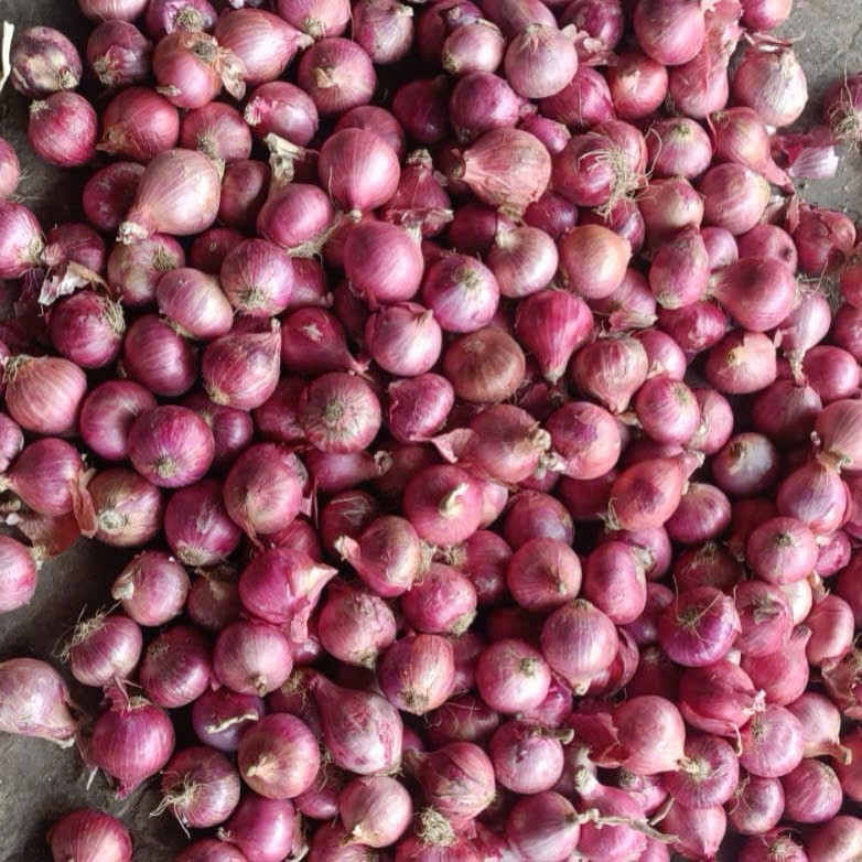 Hành đỏ / hồng Ấn Độ